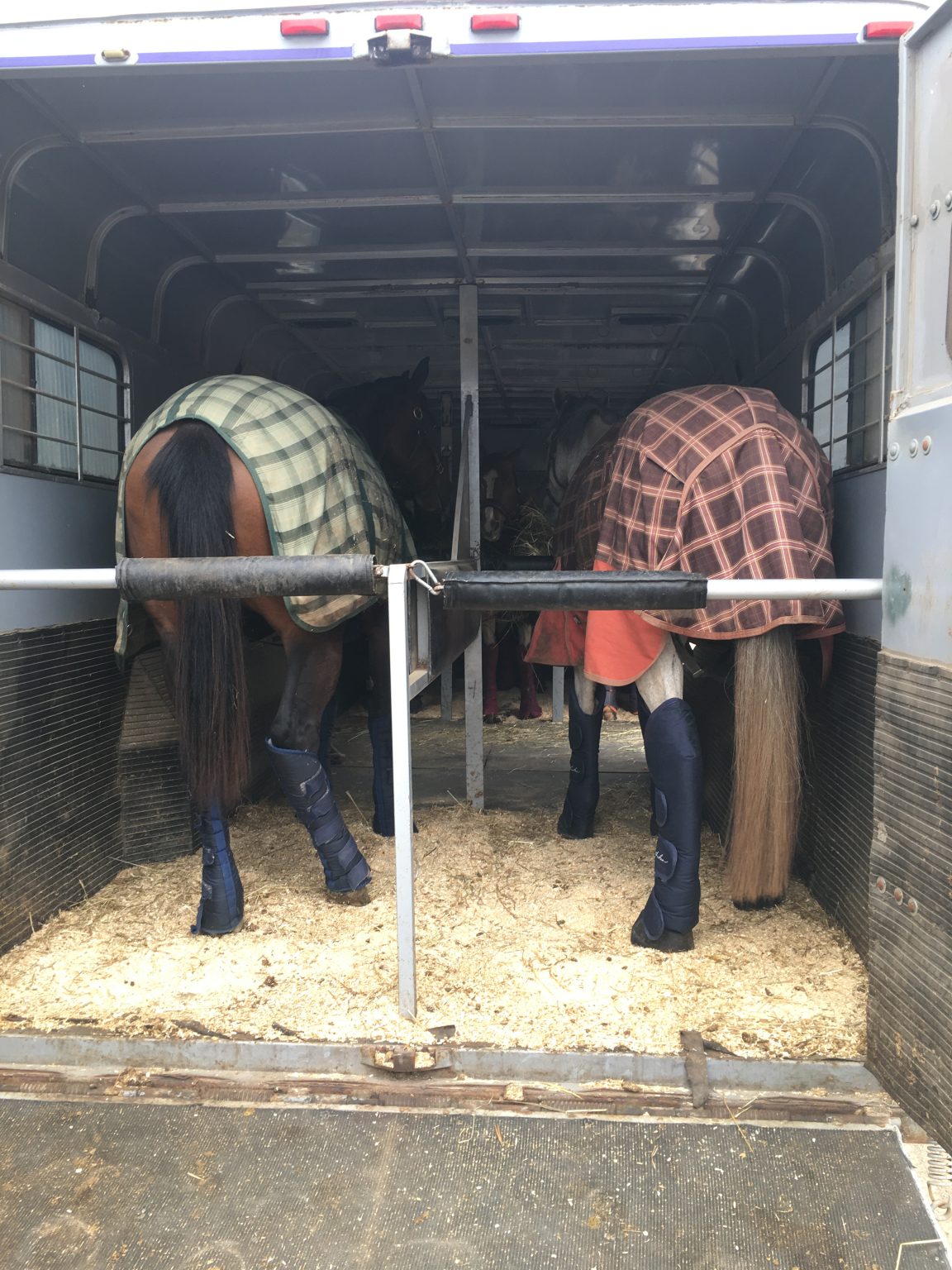 Horse Transportation Services Burlington, ON Reschburl Equestrian
