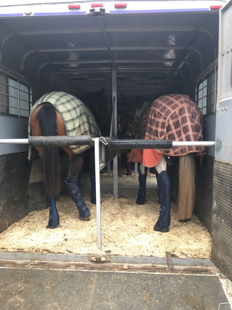 Horse covered in trailer