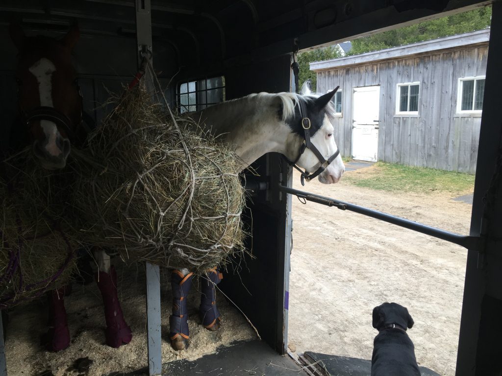 Horse looking out of trailer