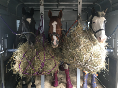 3 horses in trailer with hay